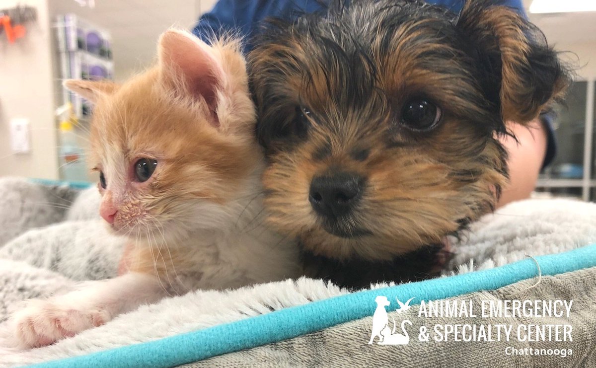 AESCchattanooga's tweet photo. #bekindtoanimals #fureverfriends https://t.co/olWVyPoRnA