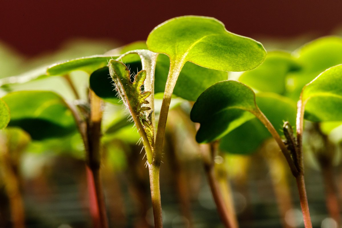 Here's a shot of our fresh sprouts for a fresh week! 🌱 What would you be growing in your #modularfarm right now?