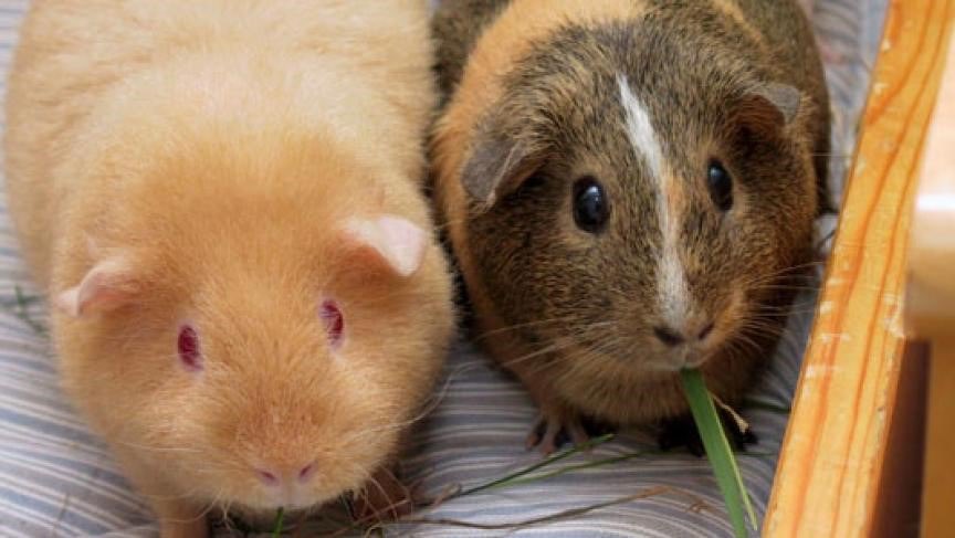 can guinea pigs die of loneliness