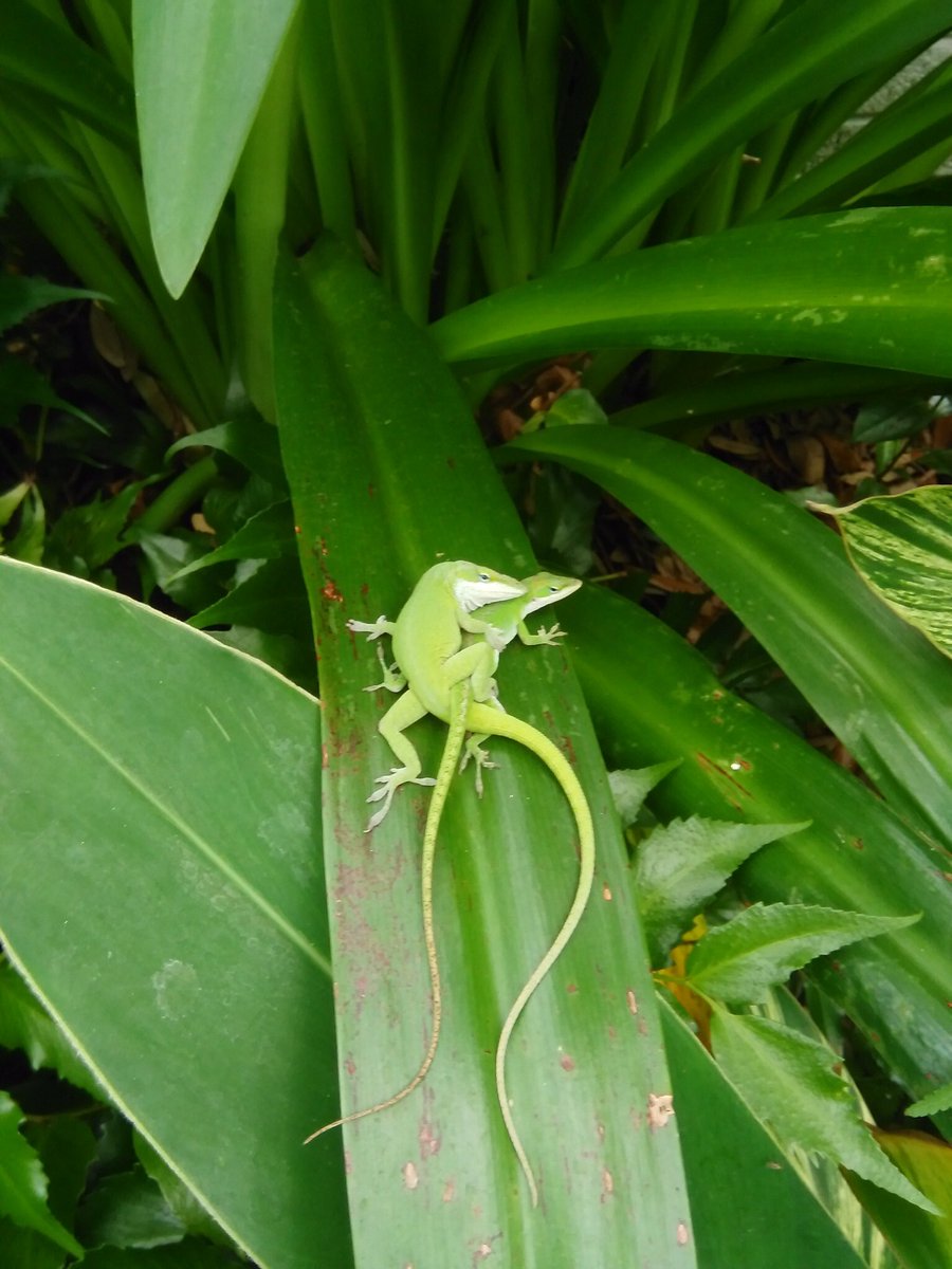 savpeace's tweet photo. Intertwined.  Spring has sprung! @PBSNature https://t.co/1zfaLE6Waj
