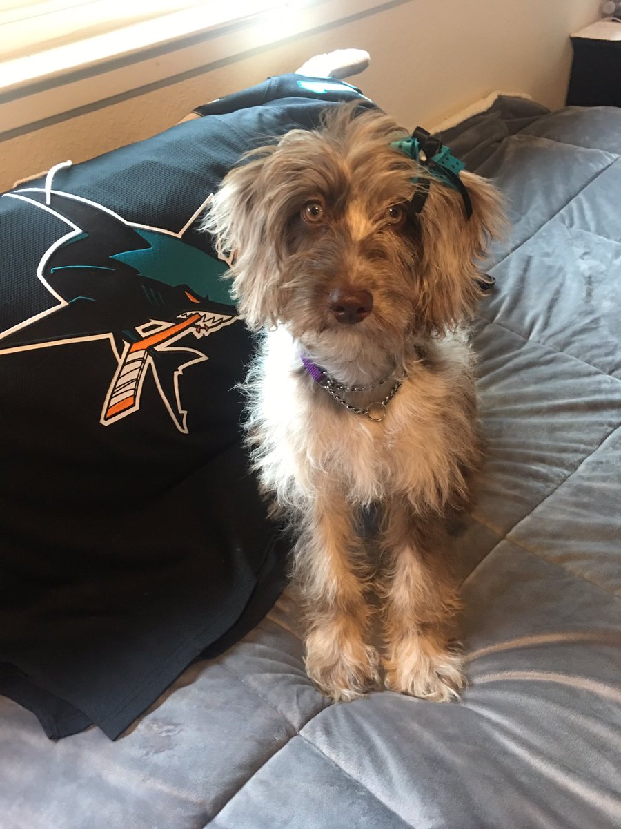 CloverDoodledoo's tweet photo. Go sharks!!! #SJSharks #sharks #SharksTerritory #bayarea #clover #poodle #aussiedoodle #puppy #australianshepherd #puppylove #Hockey #doodle #dogsarefamily https://t.co/Zl9g1HQKgd