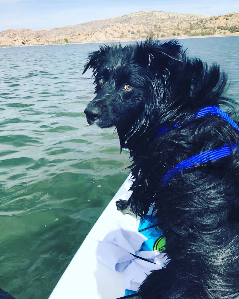 “Ma, quick, take my picture!” #WatsonLake #ArizonaLife #Paddleboard #waterdog #austrailianshepard