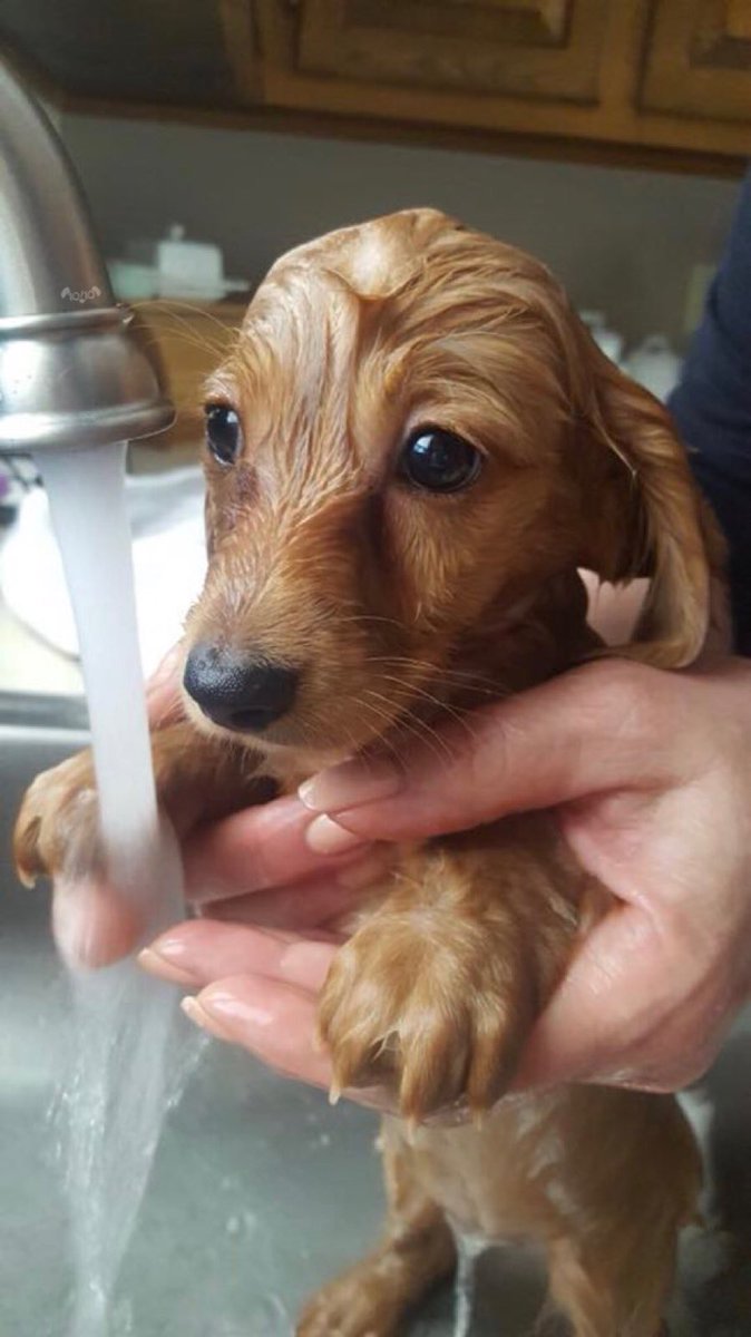 dog_rates's tweet photo. Meet Grettle. She is unsure what she did to deserve this. Likes to be clean but never considered the mental cost. 12/10 would snug to dry https://t.co/lV64kw3iyG