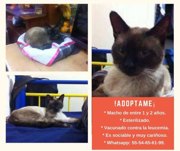 Mascotas Sismo tweet media