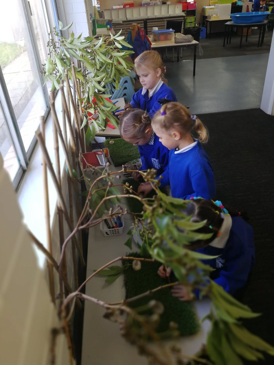 Room 14 Pre-Primary feeding our adopted resident Koala 🐻🐹🤔🤗
