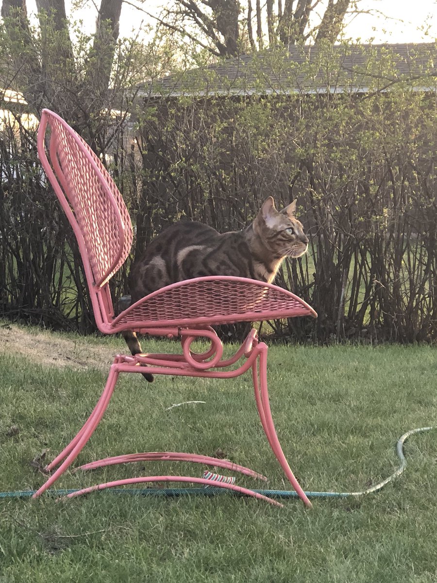 LilLeopardSpots's tweet photo. The humans pulled out chairs and then sat on the grass. Why? -Edmund https://t.co/bZSpyCBUr3