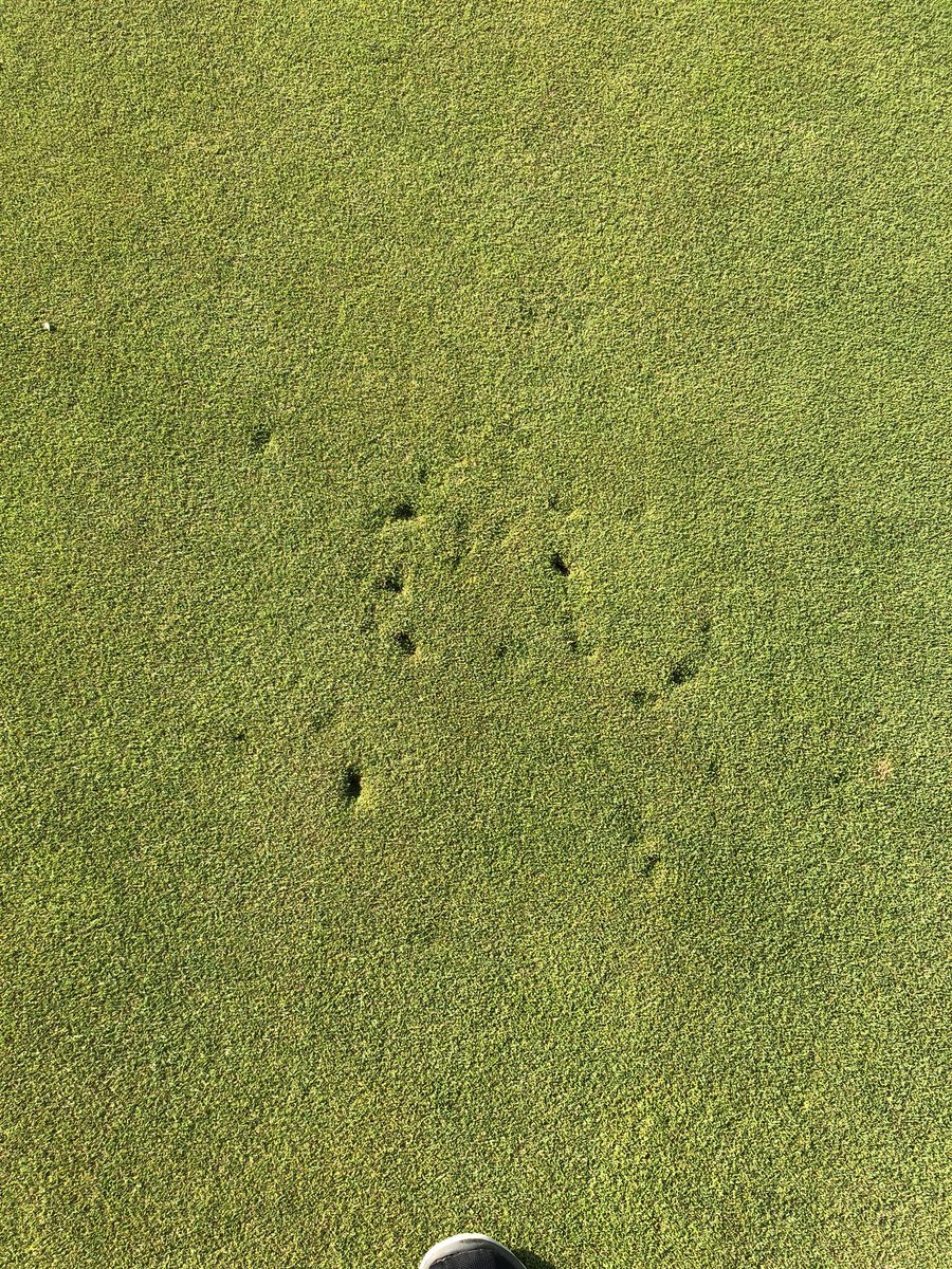 javjazo's tweet photo. PSA: If you decide to take prom pictures at a Golf course do not go near the greens! Just one green at Park Hills destroyed by heel marks. https://t.co/u2D76JU8RJ