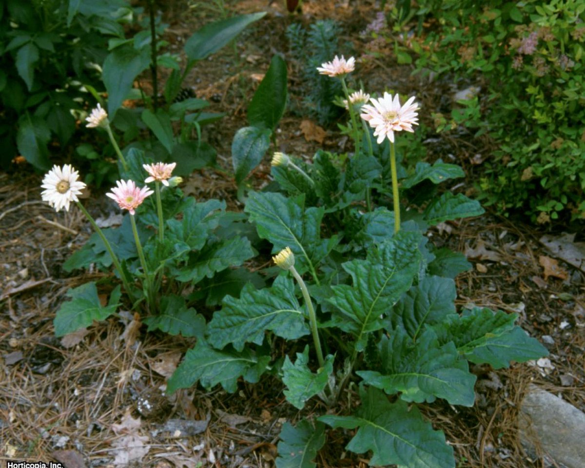 k_hardyy's tweet photo. Both dandelions and daisies are found in large fields, grasslands, lawns, or by roadsides in temperate regions with moist soil and lots of sunlight. They can be  troublesome since they are invasive but are helpful too because they produce lots of pollen. 🌼 https://t.co/slTgMCqj0V