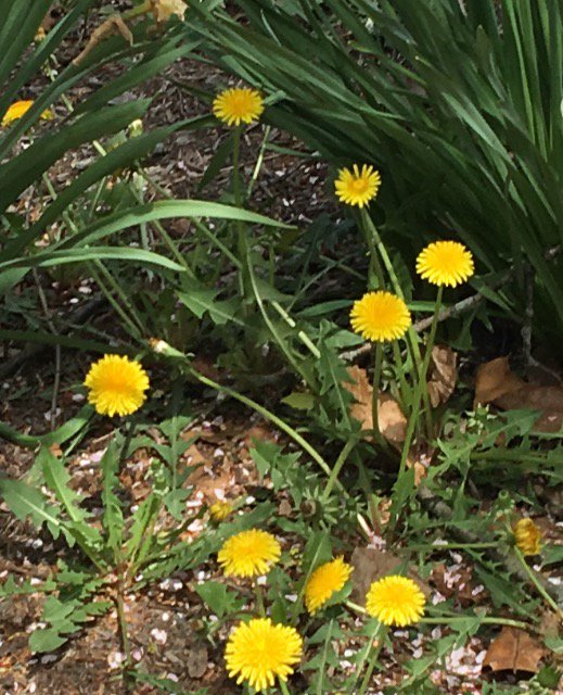 k_hardyy's tweet photo. Both dandelions and daisies are found in large fields, grasslands, lawns, or by roadsides in temperate regions with moist soil and lots of sunlight. They can be  troublesome since they are invasive but are helpful too because they produce lots of pollen. 🌼 https://t.co/slTgMCqj0V