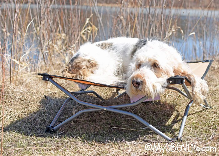 mygbgvlife's tweet photo. Getting ready to go camping this summer? Don't forget the dog! Bring along Fido's very own @CarlsontheDog Portable Pup #dogcot! Find out more and enter our #giveaway to #win one for your own furry friend! https://t.co/4HDh0hSBmS #sponsored https://t.co/NNEXFsH7EN