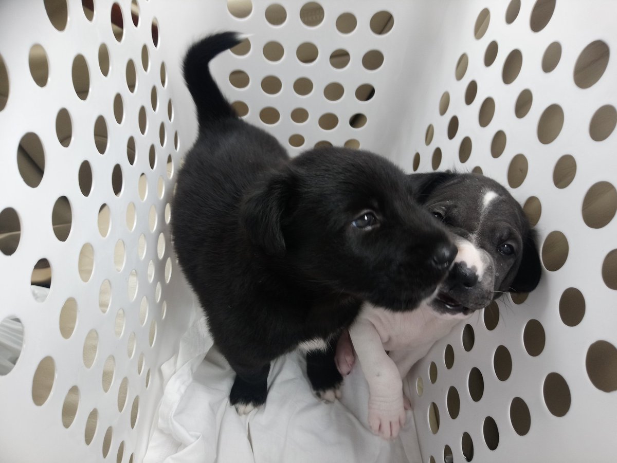 HopeforPets's tweet photo. #HopeforPetsFindOwner #HopeforPets
ลูกสุนัขหาบ้าน2ตัว ผู้/เมีย
พันธุ์ไทย เคยมีคนรับไปเลี้ยงแต่ไม่อยากได้แล้ว
พิกัด นนทบุรี
*ยินดีส่ง กทม/ปริมณฑล*
ลองเข้ามาคุยขอดูรูปก่อนได้ค่ะ
ติดต่อ 081-268-2213
หรือDMไปที่ @qwertydydx
#ทาสหมา #ทวิตดีคนรีน้อย #หมาหาบ้าน #คนรักหมา #js100 #หมาไทย https://t.co/oCA8dipj6x