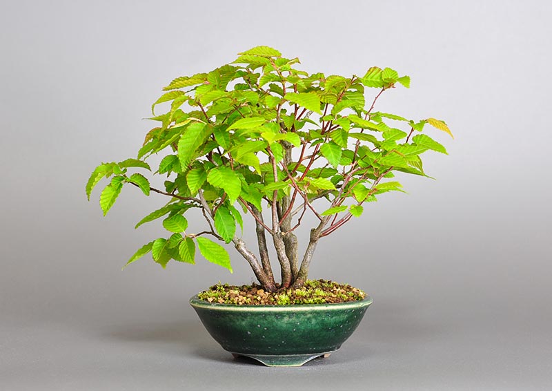 アカシデU（赤四手盆栽）Carpinus laxiflora bonsai 撮影日：2018年05