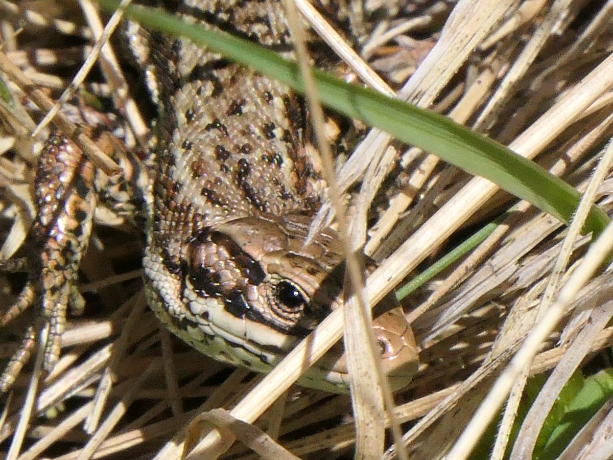 reptileproject's tweet photo. Common lizards are always the last to duck under cover from the heat. Their diminutive size makes them hard to spot. Learn how @reptileproject training and survey events across #Durham #Gateshead #lizard #snake #reptiles #UKNative #wildlife https://t.co/UUCn0VYZBJ