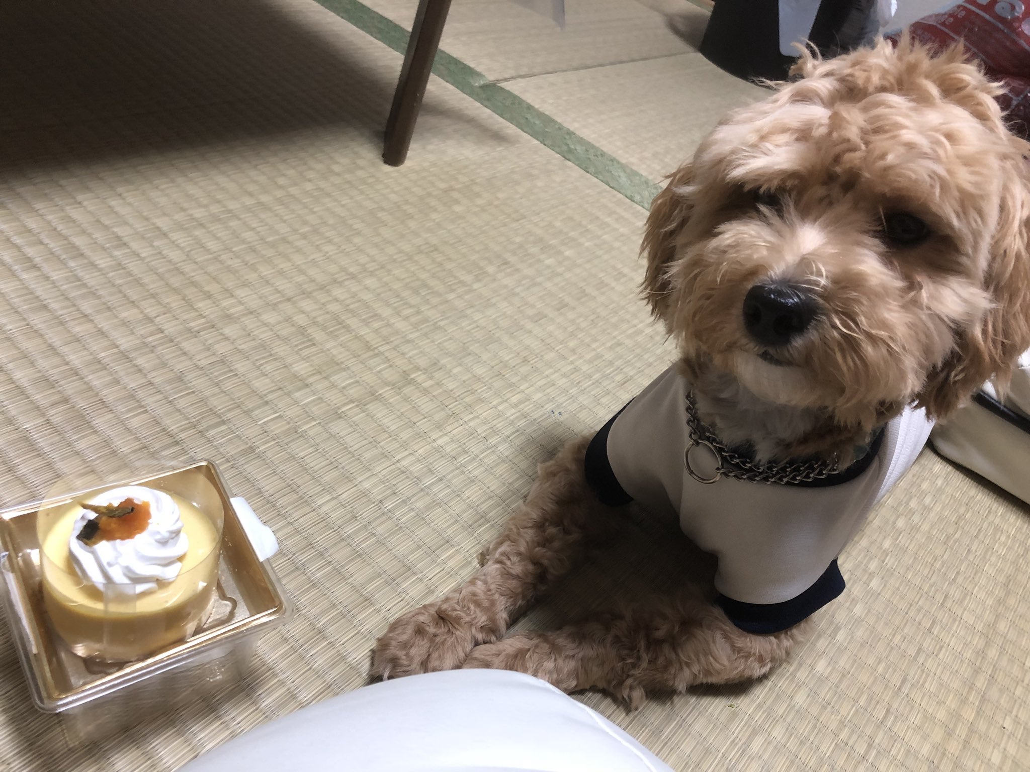 Hoppy お誕生日おめでとう 遅れてしまったけど 1歳になりました 小麦アレルギー対応ケーキ 犬ケーキ かぼちゃと豆乳のムース 美味しそうに完食 マルプー Mix犬 ホッピー 犬好きさんと繋がりたい T Co Tqm8spvn9u Twitter