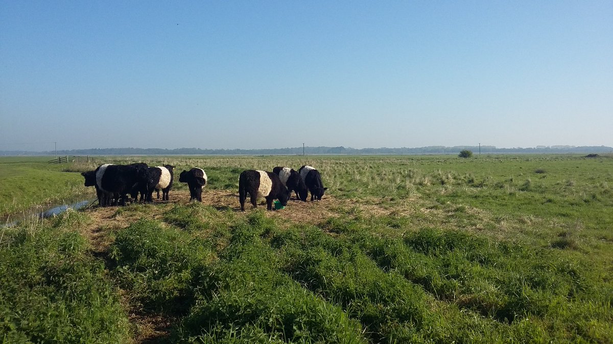 It's going to be another scorcher for the #conservationgrazers in the #waveney #beltie #beltedgalloway #norfolkbroads