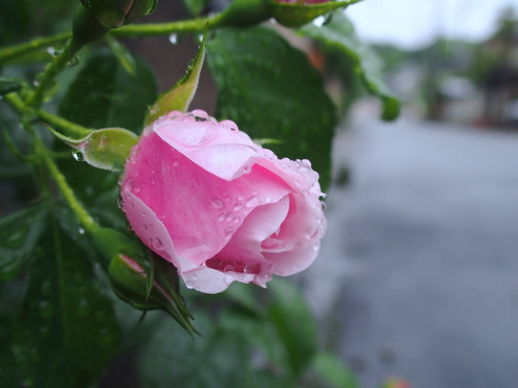 雨と薔薇