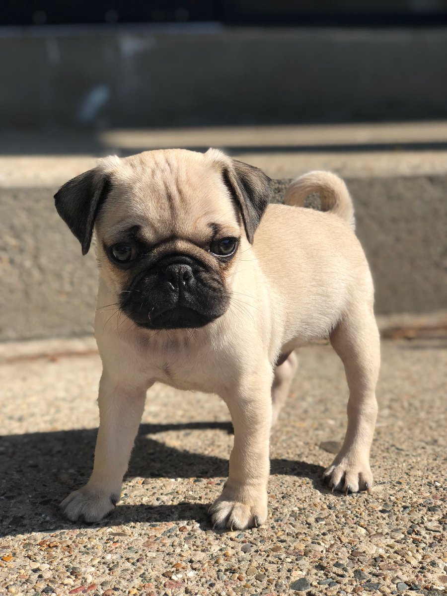 jacobtran_'s tweet photo. welcome to the family, nemo tran 💙 https://t.co/ldV8YcmMEC