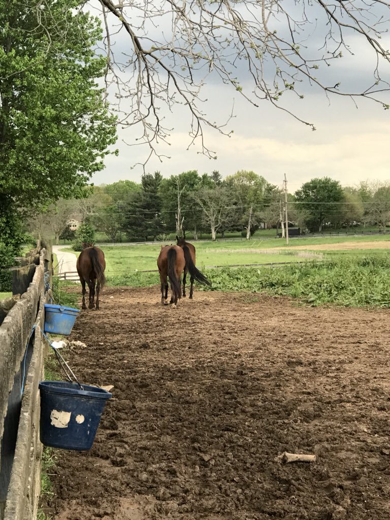 racing_fillies's tweet photo. Hey... come back here!!! I’m not through taking your pictures!!
#wearedonewithyou #sillymares #lovemygroup #Standardbreds #OTTB https://t.co/kacl3ISYAz