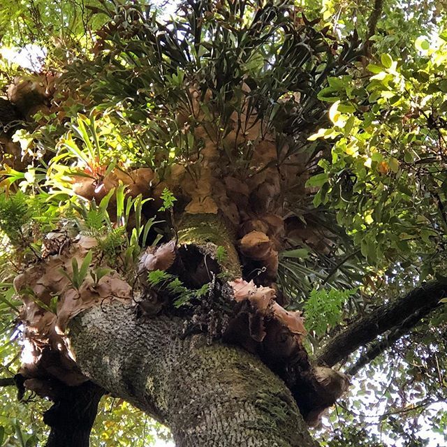 BiaraChews's tweet photo. I have never seen so many Epiphytes in the one tree. Not even sure of what is here - probably staghorns, elkhorns and maybe some bird’s nest ferns. Think I can see some maidenhair ferns too.
#australiannativeplants #barringtontopsnationalpark #barrington… https://t.co/KE1JjJCp5O https://t.co/MwLV3YZSzf