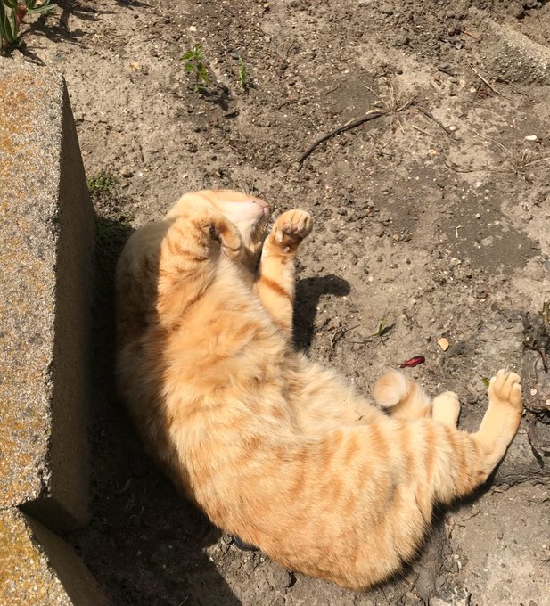 Some pictures of Juice to bless your timeline ✨ https://t.co/DbqVOANZGw<a href="/tag/tsph"class="tags"><span>#tsph</span></a>