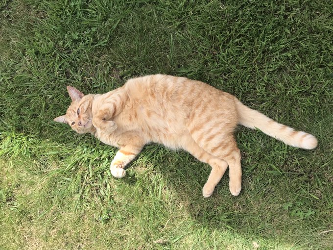 Some pictures of Juice to bless your timeline ✨ https://t.co/DbqVOANZGw<a href="/tag/tsph"class="tags"><span>#tsph</span></a>