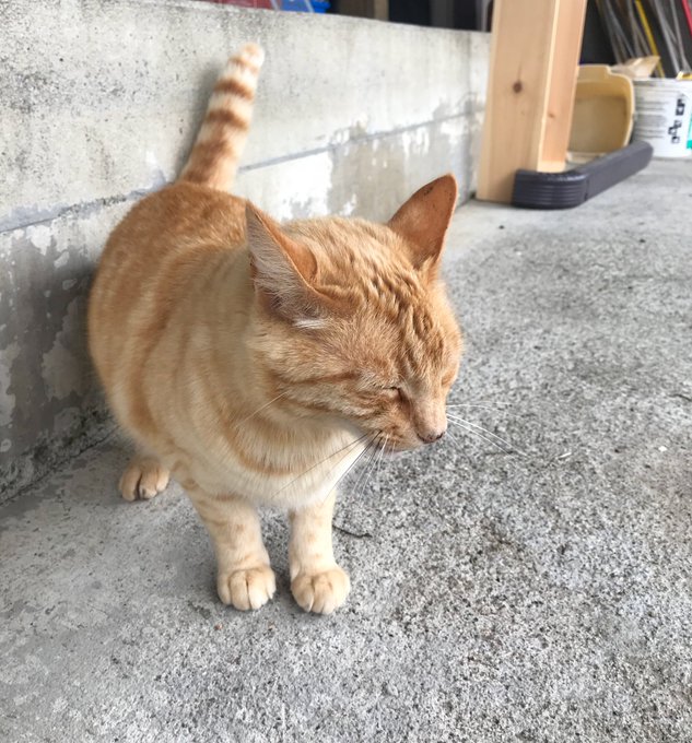 Some pictures of Juice to bless your timeline ✨ https://t.co/DbqVOANZGw<a href="/tag/tsph"class="tags"><span>#tsph</span></a>