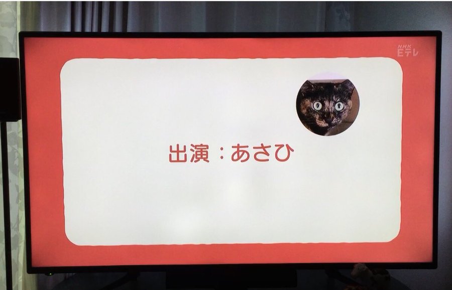 Nhk0655のねこのうたの応募方法や写真が採用されるまでの期間は 子育てジャーニー