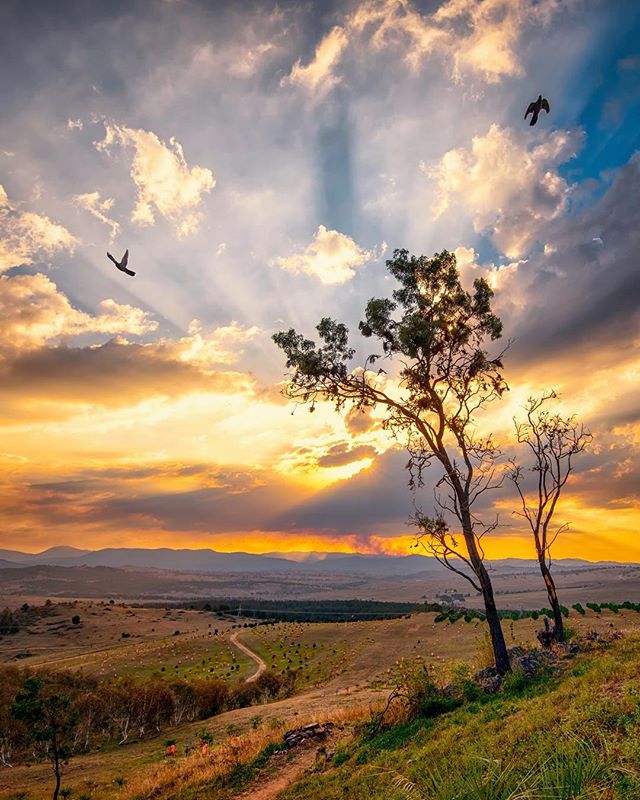 VisitCanberra (@visitcanberra) on Twitter photo “Sunrays flared in all directions as the clouds shifted and changed. It was a magic light show which ended in a fireball sunset.” This impressive view looking towards the Brindabella Ranges was taken by @carolelvin from Dairy Farmers Lookout, <a href="/NatArboretum/">National Arboretum</a> Canberra #visitcanberra “Sunrays flared in all directions as the clouds shifted and changed. It was a magic light show which ended in a fireball sunset.” This impressive view looking towards the Brindabella Ranges was taken by @carolelvin from Dairy Farmers Lookout, <a href="/NatArboretum/">National Arboretum</a> Canberra #visitcanberra