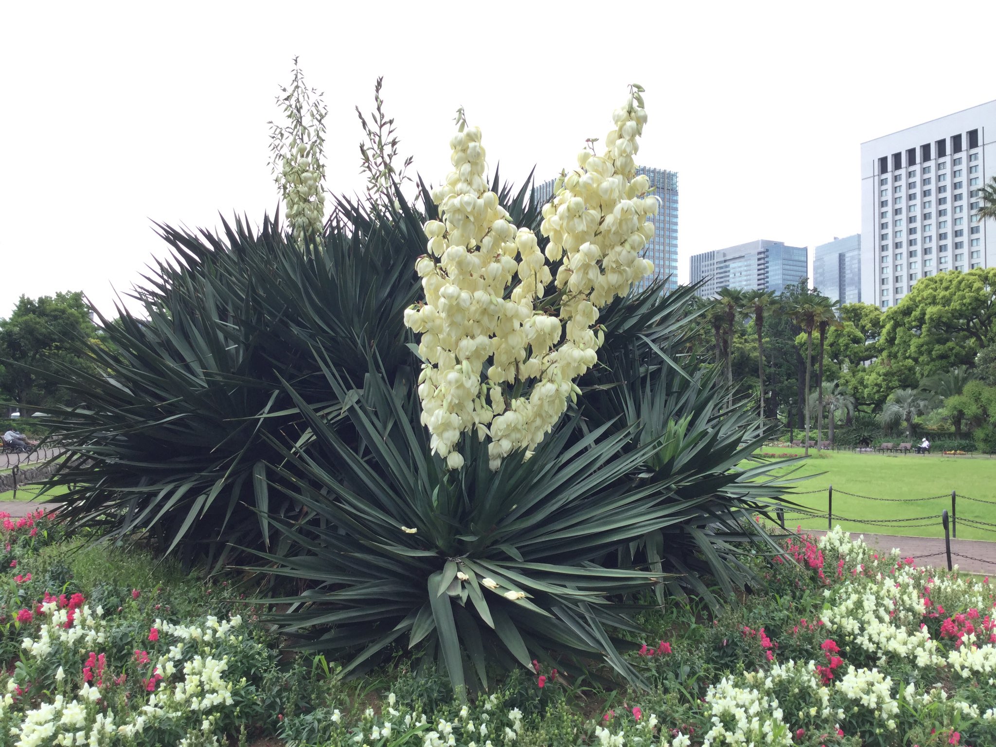 都立日比谷公園 Hibiya Park Tokyo 園長の採れたて情報on Twitter 中国語担当より 日比谷公园情报 第一花坛的凤尾兰 千手兰 开始开花了 淡奶油色的下垂铃状花朵在花茎上从下往上渐渐盛开 T Co Cboupgpgar Twitter