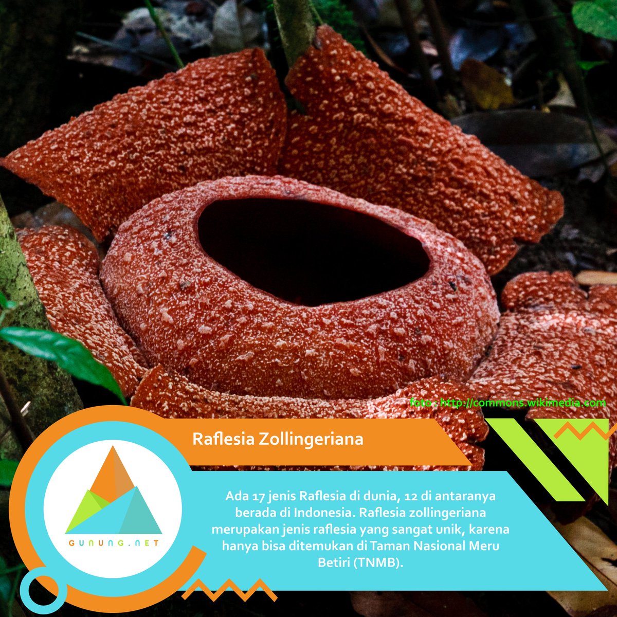 gunungnet's tweet photo. Indonesia mempunya 12 jenis Raflesia dari 17 jenis yang ada di dunia. Salah satu yang paling unik adalah Raflesia Zollingeriana dan hanya terdapat di Taman Nasional Meru Betiri, Banyuwangi.#gunungnet #adventure #travel #travelphotography #nature #sunset #sunrise #pendakiindonesia https://t.co/5cfdVLWd2i