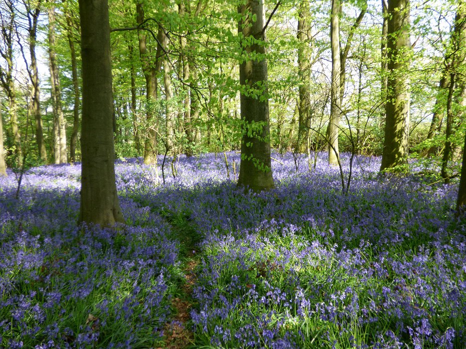 DelepChimney's tweet photo. Path through #bluebells near #Astwith yesterday …. The word carpet didn’t do it justice #BigBluebellWatch #Nature https://t.co/9L601lh7GG