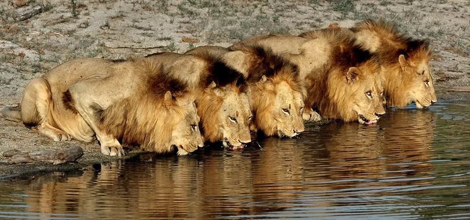 IamMzilikazi's tweet photo. "Even when a lion is hungry, it wont eat grass; and don't change your principles just because your stomach is empty." ~ Mzilikazi wa Afrika https://t.co/H6udH0Cx9j