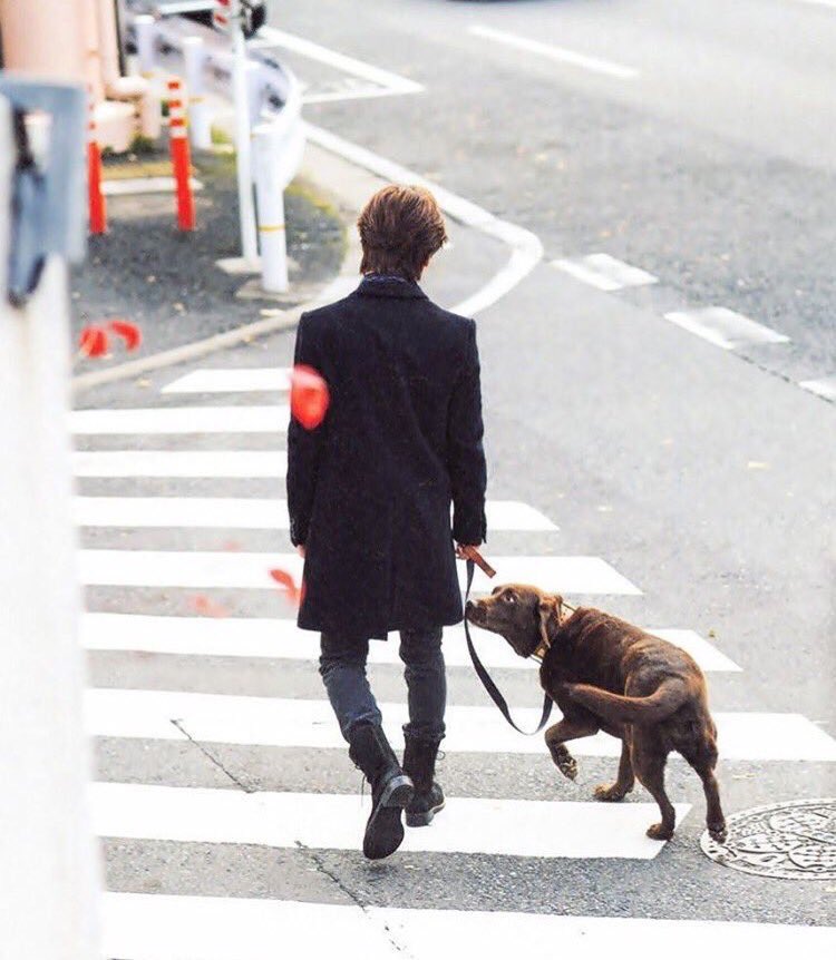 よ し の Sur Twitter こんな気品高そうな犬が似合っといて家で真逆のチワワのパンくん飼ってるんだもん堂本光一最高すぎる