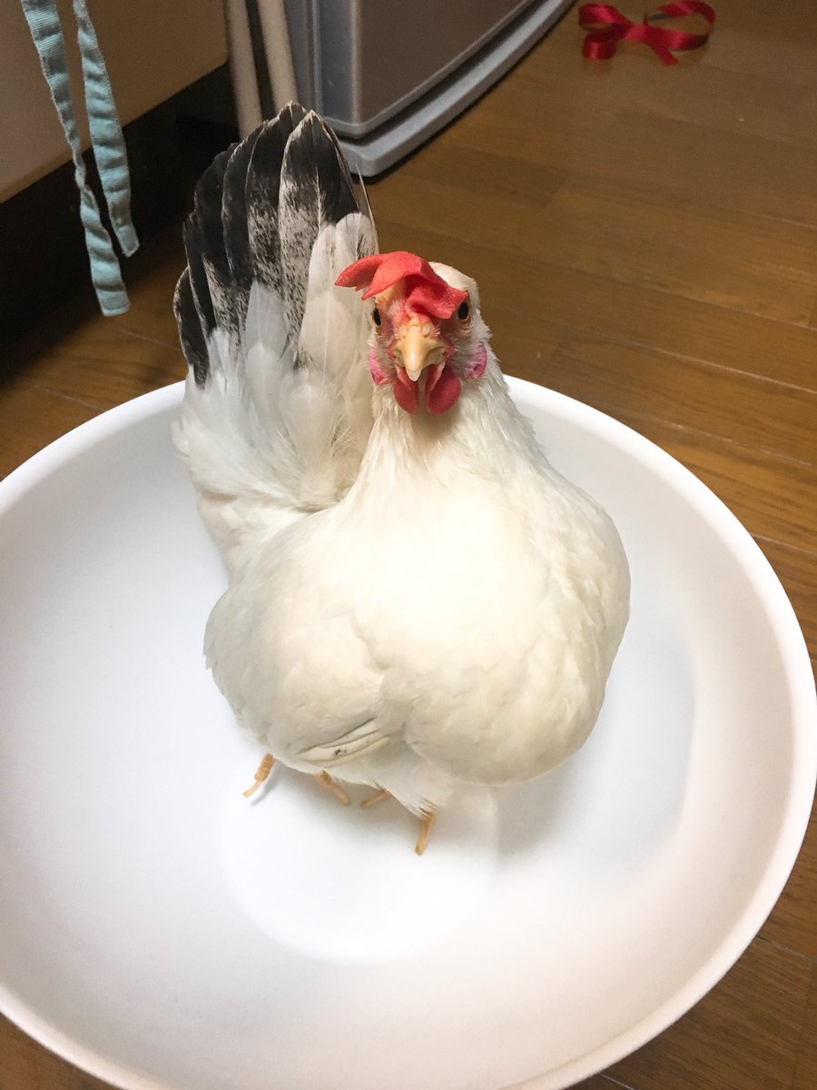 らんちゃん 桂チャボ らんちゃんお風呂はいりたいの