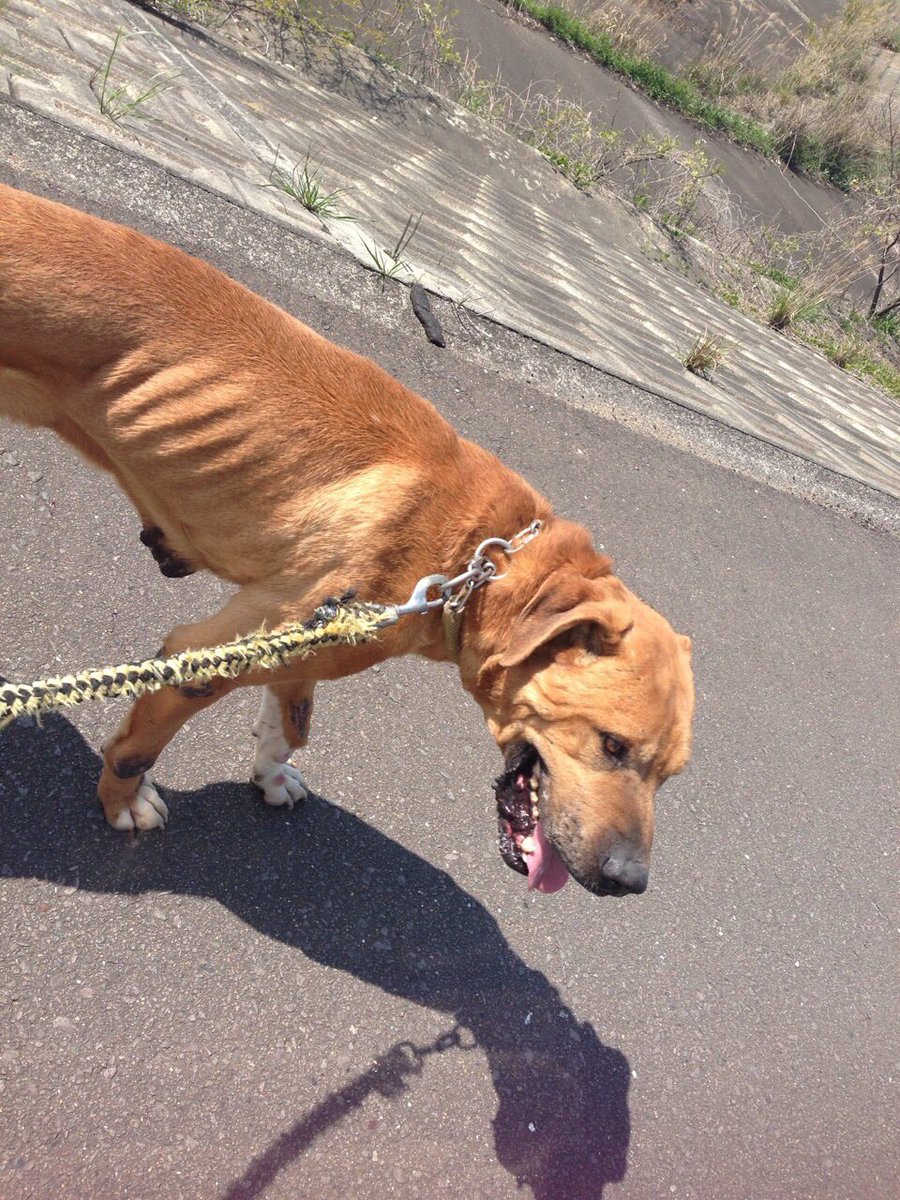 ら な ま る 土佐犬にはまって11年 9歳の頃から一緒だったね 沢山思い出ありがとう 全国横綱7代虎次郎號 最高の闘犬だったよ 引退してからあっとゆーま だったな 13年間おつかれさま