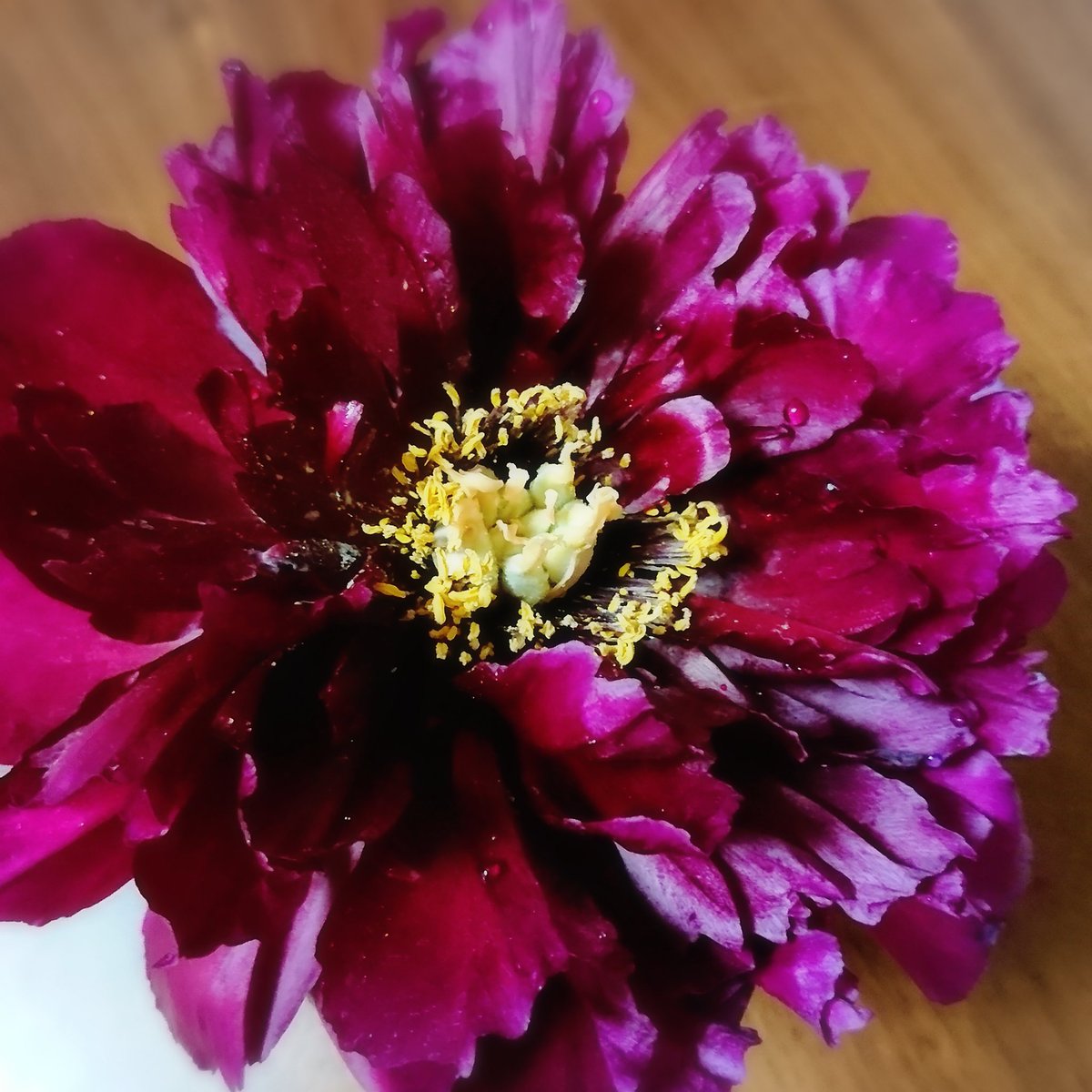 Waka على تويتر 雨ですがずぶ濡れになりながらお庭から摘んできたこちらをドライフラワーに加工中 牡丹の花は綺麗な色なので花びらを ドライフラワーにしようかと 電子レンジでも挑戦してますが やはりレンジは綺麗な色になりませんね 手間と仕上がりを天秤