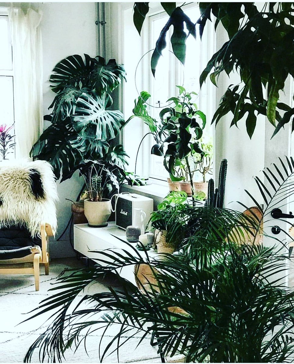 CraftHse's tweet photo. Let's start this week up with some plant inspiration. 🌱🌵 #urbanjungle #apartmenttherapy #JamboKenya #RenewTimeless #AmericanIdol #ktnlifeandstyle #Brekko #BooksNBlogs #AMLiveNTV #inspirationmonday Luisito Rey Tigres Samoa Joe #1DDRIVE #TrapaDrive #GainWithTrevor #GainWithPyeWaw https://t.co/zkQCToqjyu