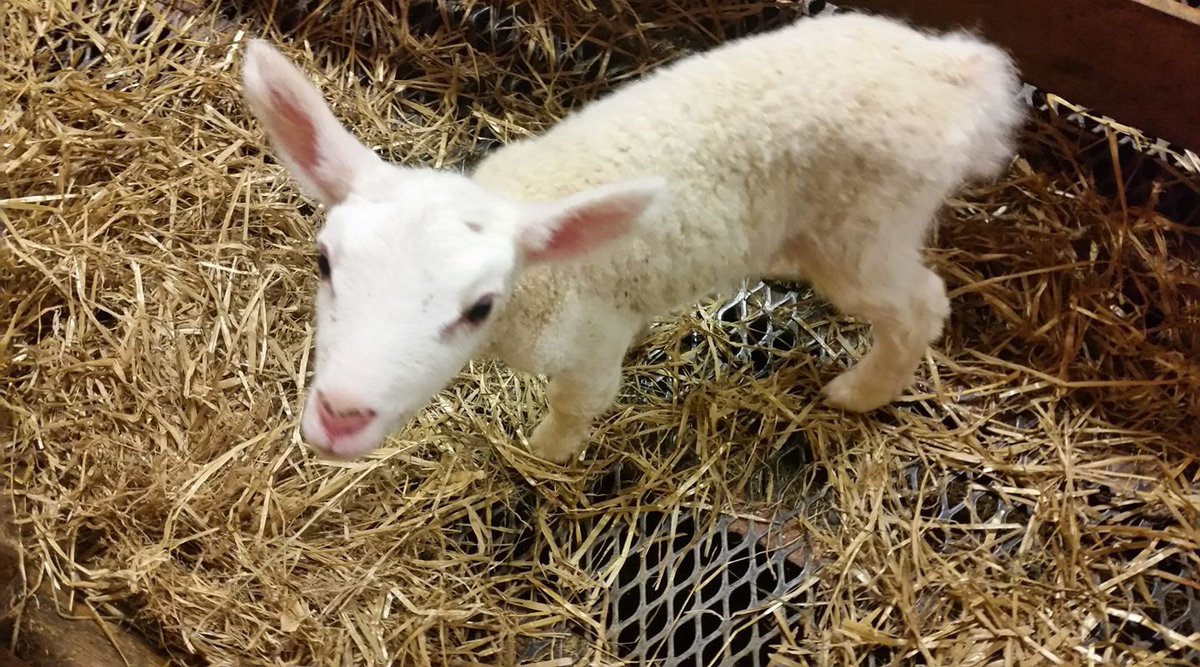 Hils på Snøhvit, som kom til verden med keisersnitt i går. Begge foreldrene er svarte blæs, så hun her er litt spesiell👑☺️