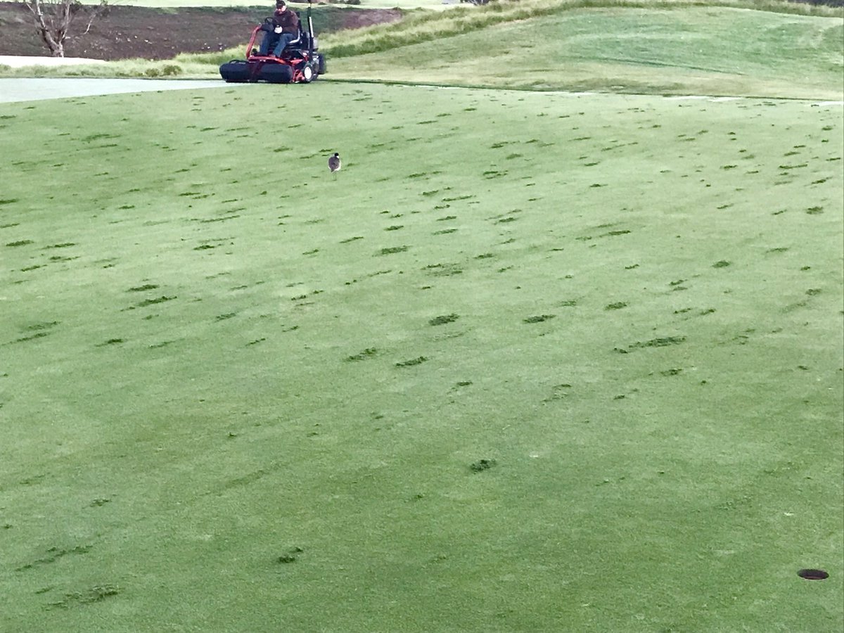 Links Shell Cove GC tweet media