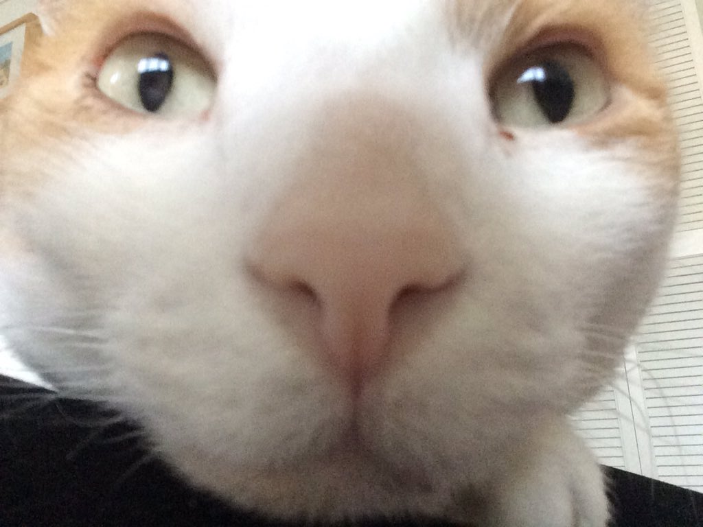 aristo_brats's tweet photo. #CatOClock . Feed me, humans.
Once you've all done that, have a lovely Bank Holiday!
@TreasuryMog #ambassacats and humans https://t.co/m4JVpSeFv9