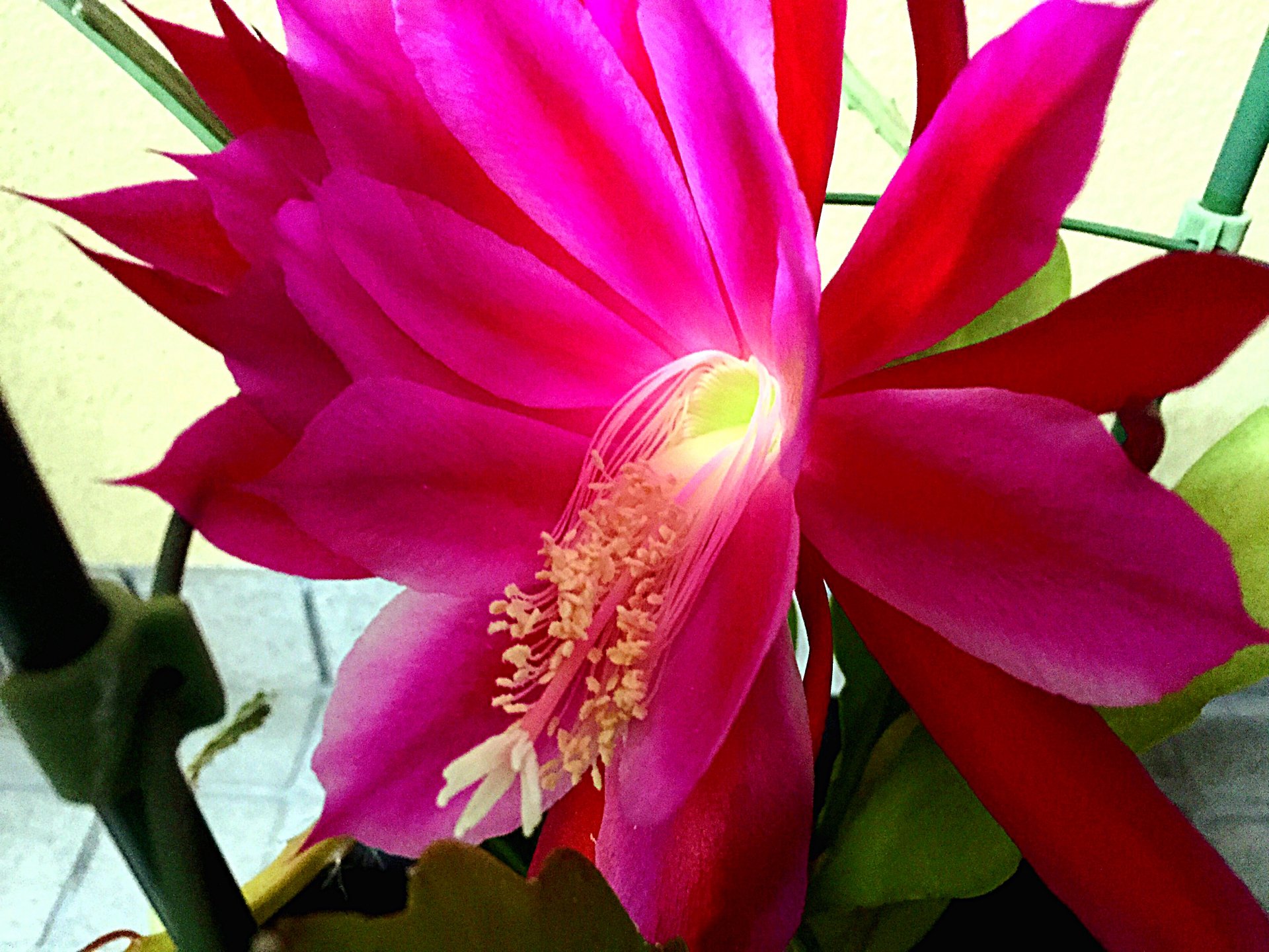 トコハナロジー クジャクサボテン ピンクと赤の絢爛豪華な大輪 夜に咲く静かな美しさを持つ月下美人に対して クジャクサボテン は派手で華麗な美しさを持つ昼の花 花言葉 艶やかな美人 危険な遊び 儚い恋 T Co Qxdbpzi1kk Twitter