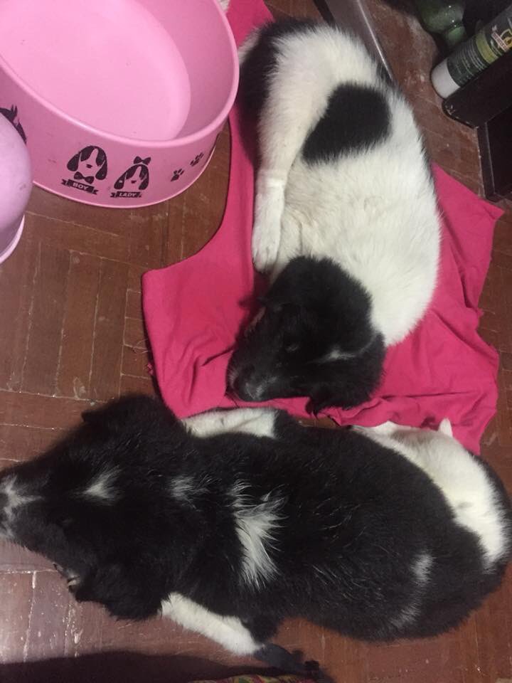 HopeforPets's tweet photo. #HopeforPetsFindOwner #HopeforPets
ลูกสุนัขหาบ้าน2ตัวพี่น้อง ผู้/เมีย
พันธุ์ไทยผสมบางแก้ว เก็บมาจากข้างคลองประปา
พิกัด มบ.ลานทอง ปากเกร็ด นนทบุรี
สนใจอุปการะติดต่อ 080-895-8619 เก่ง
หรือ DMไปที่ @nuknukjanta
#ทาสหมา #ทวิตดีคนรีน้อย #หมาหาบ้าน #คนรักหมา #plsRT #js100 #บางแก้ว https://t.co/Ksgeqf6QFP