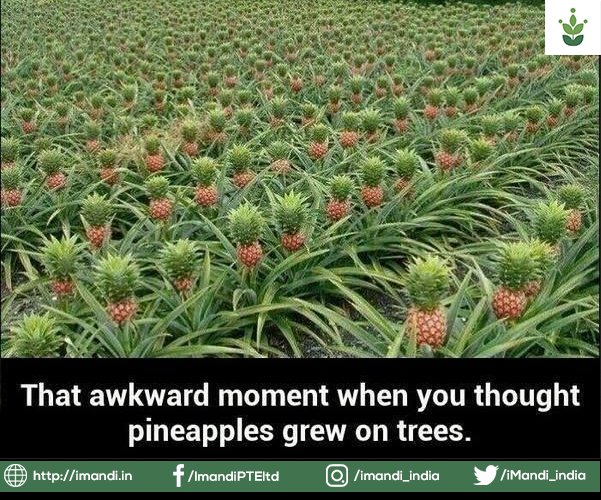 iMandi_india's tweet photo. Seriously ! Did you know that ?? #iMandi #iMandiapp #Farmers #IndianFarmers #Pineapples #MondayBlues https://t.co/nVaUybDpfl