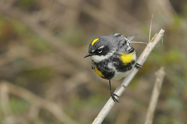 Slow Birding And Avian Communication: The 2018 Spring Bird Show dlvr.it/QS2Frs https://t.co/CHRw7I7OeG