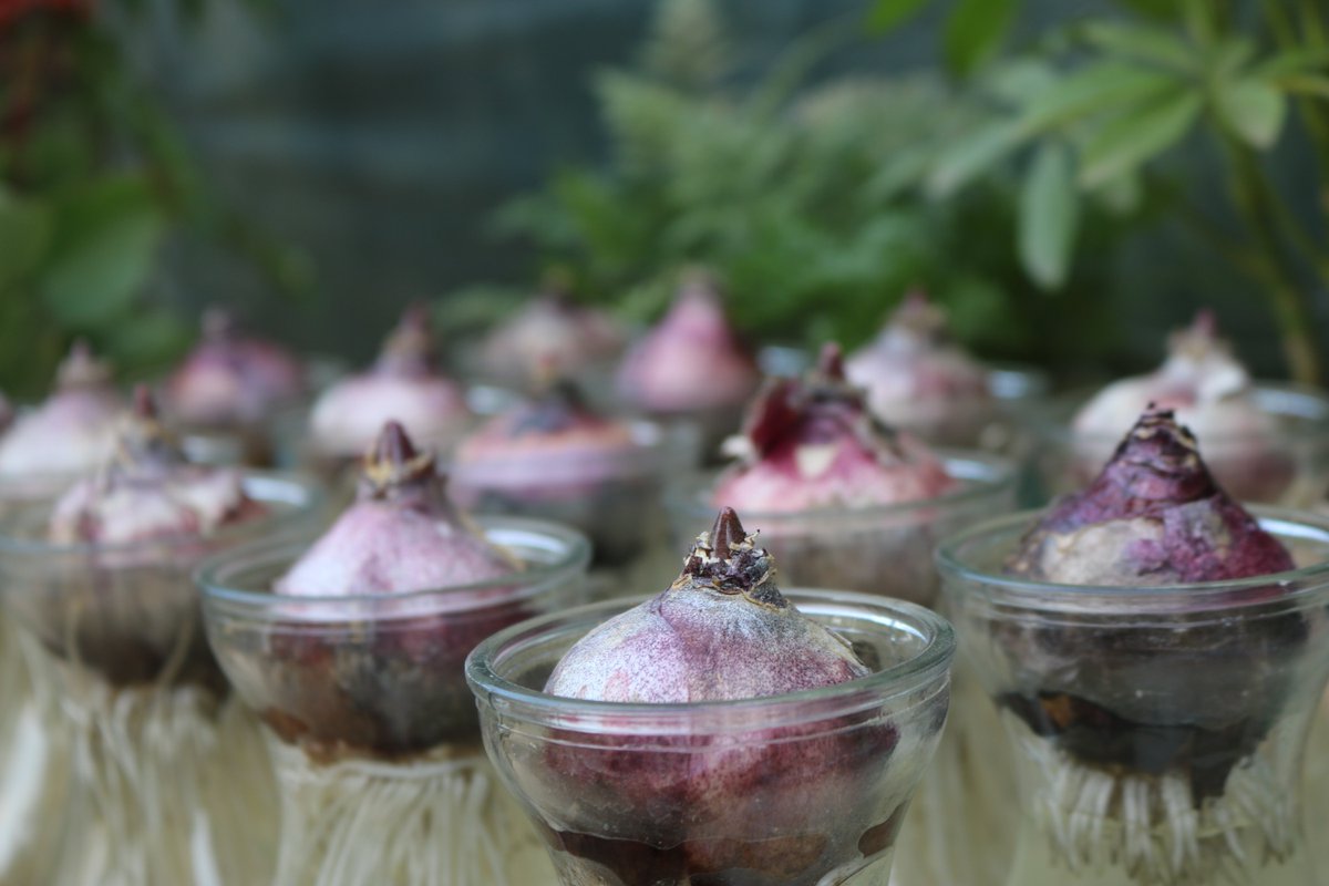 TheSUatUWE's tweet photo. In @thegreen_team's final Gardening 101 session this week they'll be showing you how to grow tasty things in your windowsill! Join in from 13:00 on Wednesday: https://t.co/HiR3rXvzk7 https://t.co/TnYTNlyyhY