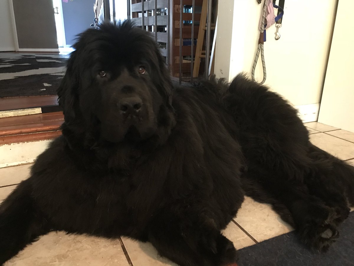 yellowlablover's tweet photo. MAXIMO FURY bringing up the rear for #mondayblues๐ ๐ dog #k9 #luckyme #lovemuffin #blacknewf #blackbeauty #newfiesarethebestdogsever #newftastic #photogenicnewf #mybaby #newfy #newfi #newfie #gorgeous #newfoundlanddog #newfy #newffloof #newfies #newflove #newlover #maryland https://t.co/6JxHWUKH8v