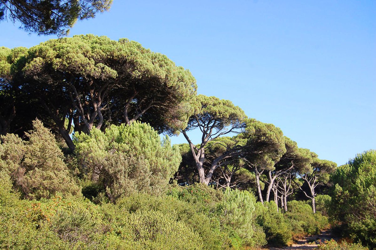 faceroute's tweet photo. Sabias que a Mata Nacional dos Medos foi mandada plantar por D. João V e acabou por ser conhecida como Pinhal do Rei? Está classificada como Reserva Botânica pela sua riqueza natural e é um espaço de lazer muito agradável! https://t.co/T9UwnijokJ
#faceroute #almada #portugal https://t.co/zetYNfPCIk