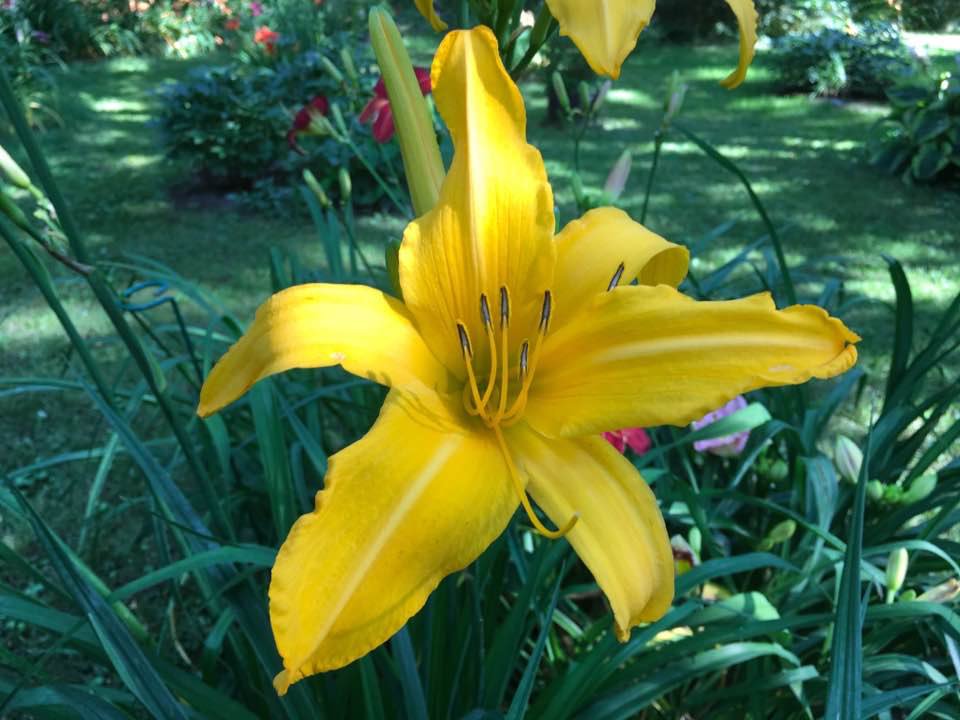 dansavage's tweet photo. Daylilies From My Rideau Lakes Gardens! / Hemerocalles de mon jardin! 'Rainbow Towers' https://t.co/oyBT8b6den