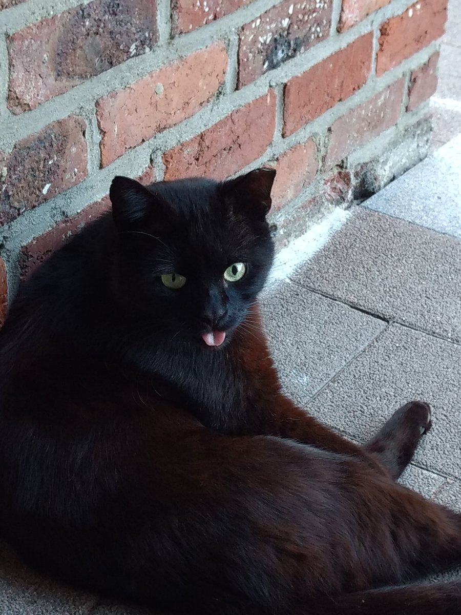 Sharing4C's tweet image. My cat Piet ##Bleps all the time. He lost some #Teeth in his #Previous life as #Street cat. - has been posted on Sharing4Charity.org - sharing4charity.org/my-cat-piet-bl… -  -