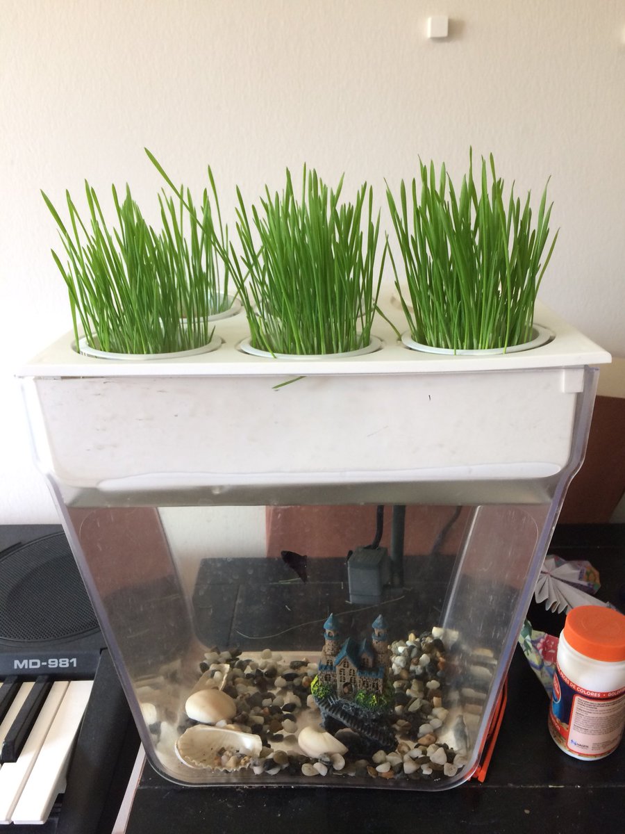 SongbaeLee's tweet photo. First harvest this morning from #wheatgrass seeds planted 2 weeks ago @BacktotheRoots #watergarden #twitterlog https://t.co/KHgz1dPU4m
